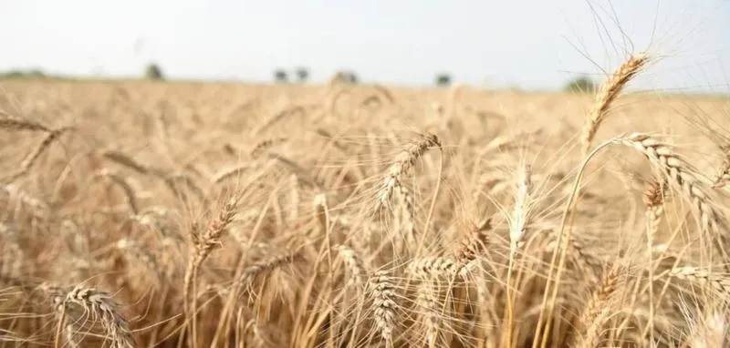 Bioart i projekty ekologiczne